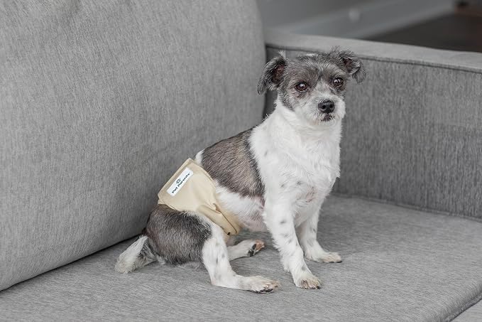 Pet Parents® Washable Belly Bands for Male Dogs (3pack) + Extendrs® of Durable Dog Diapers Male, Premium Male Dog Diapers & Dog Wraps (Small, Spruce)