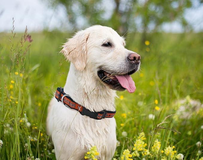 MLB Houston AstrosLicensed PET COLLAR- Heavy-Duty, Strong, and Durable Dog Collar. Available in 29 Baseball Teams and 4 Sizes