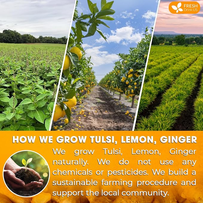 FreshDrinkUS, Premium 35 Tulsi Lemon Ginger Tea Bags, 100% Natural & Pure from Tulsi Holy Basil Leaves, Lemon and Ginger. Made with Natural Material Tea Bags. No Sugar, No Caffeine, Vegan.