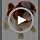PowerTRC Cute Somersault Little Puppy | Barks, Sits, Walk, and Flips | Pet Toy Dog