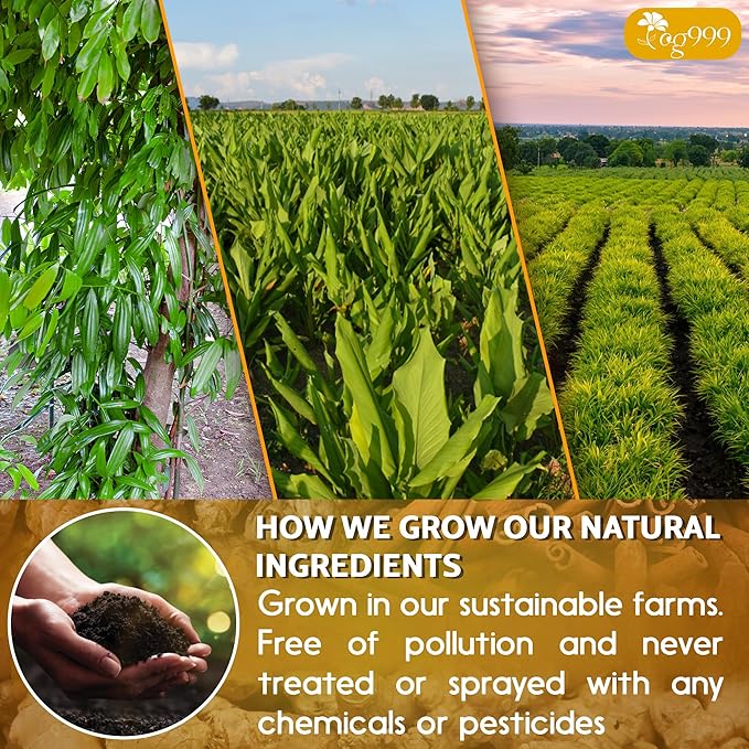 TOG999, 60 Bags Premium Turmeric Ginger Cinnamon Tea, Improve Digestion, Support Brain, Weight, Skin and Sleep, Eco-Conscious Tea Bags and Premium Natural Ingredients. Turmeric Ginger Herbal Tea. No Sugar, No Caffeine, No Gluten, Vegan.