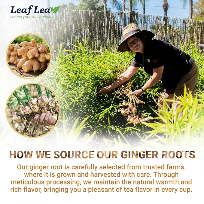 LeafLea Ginger Root Tea Bags, Real Ginger Herbal Tea, 80 Count | Warming Spicy-Sweet Brew, Individually Foil-Wrapped, Supports Digestion & Immunity, Caffeine-Free, Non-GMO