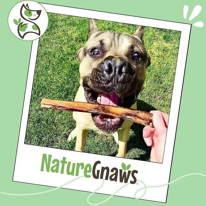Nature Gnaws Extra Large Bully Sticks 11-12" Rawhide Free Dog Chew, 6 Count | Thick Long Lasting for Aggressive Chewers and Heavy Chewers - Natural Beef Dog Chew Bones - No Artificial Preservatives