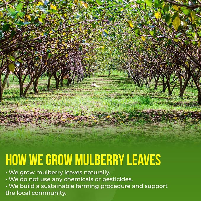 FreshDrinkUS, Premium 50 Mulberry Leaf Tea Bags, 100% Natural & Pure from Mulberry Leaves. Herbal Tea. Made with Natural Material Tea Bags. No Sugar, No Caffeine, No Gluten, Vegan.