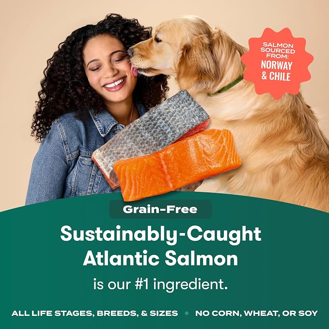 Jinx Grain Free Dry Dog Food - Real Salmon, Sweet Potato & Carrot, 4lb | Premium Kibble for Digestive Support & Healthy Immunity - No Fillers, All Lifestages (Puppy, Adult & Senior), Breeds & Sizes