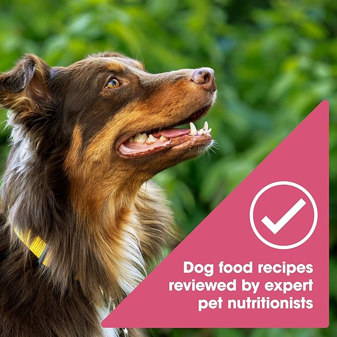 Nature's Recipe Grain Free Salmon Dry Dog Food, 34 lb. Bag | Fiber From Sweet Potatoes & Pumpkin Helps Support Digestion and Immune System Health