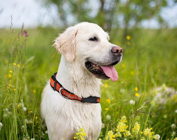 MLB Baltimore Orioles Licensed PET COLLAR- Heavy-Duty, Strong, and Durable Dog Collar. Available in 29 Baseball Teams and 4 Sizes