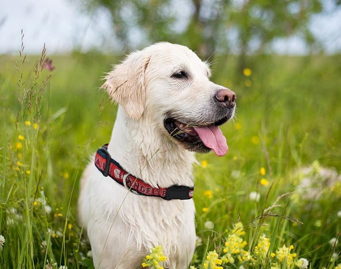 MLB Los Angeles Angels Licensed PET COLLAR- Heavy-Duty, Strong, and Durable Dog Collar. Available in 29 Baseball Teams and 4 Sizes