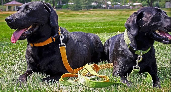Hemp Corduroy Dog Collar - No Pattern (1" Extra Large, Marigold)