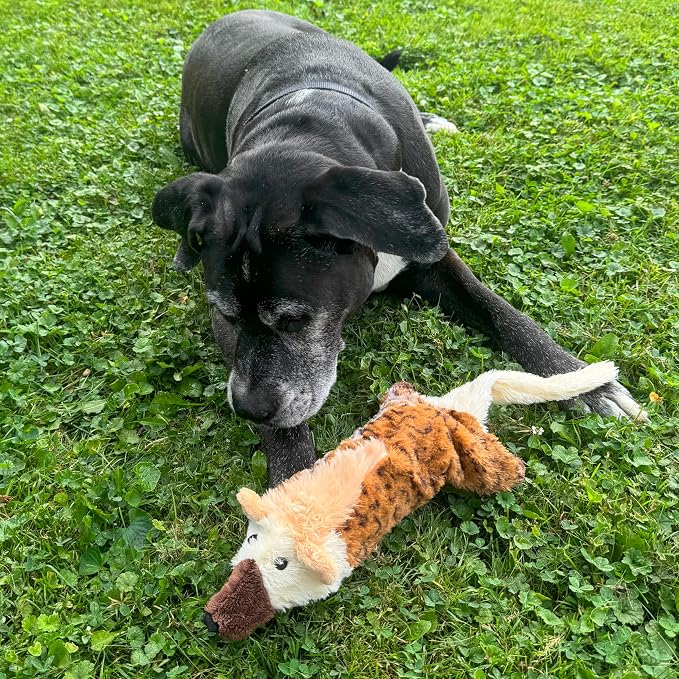 SPOT Skinneeez Big Bite Jackal, Stuffingless Dog Toy with Squeaker and Crunch Bottle, for Moderate Chewers, 18in Interactive Chew Toy
